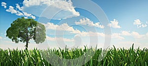 Solitary tree in a grass field. photo