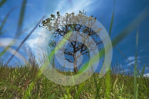 Solitary tree on grassy field and blue sky with clouds