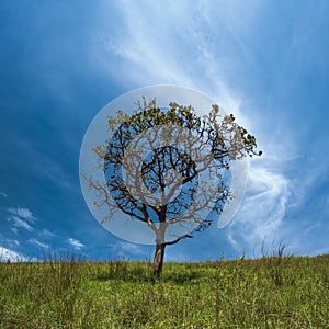 Solitary tree on grassy field and blue sky with clouds