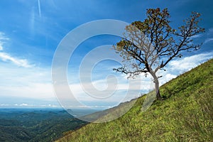 Solitary tree on grassy hill and blue sky with clouds