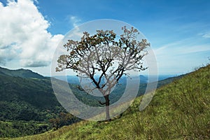 Solitary tree on grassy hill and blue sky with clouds