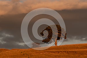 Solitary tree on a grassy hill at golden hour in Apuseni Mountains, Romania