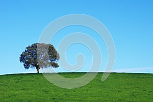 Solitary tree in green field