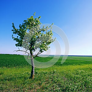 Solitary tree on green grassy field and blue sky background