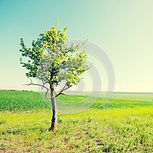 Solitary tree on green grassy field and blue sky background