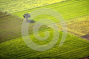 A Solitary Tree Among the Greens