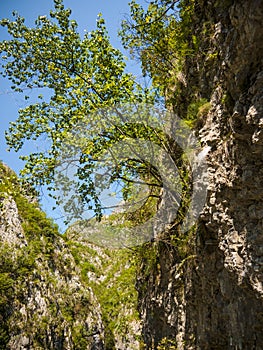 Solitary tree growing on rocks in a canyon