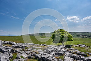 A solitary tree grows from between the edges of the limestone pavement at Newbiggin Crag, in Cumbria, North West England