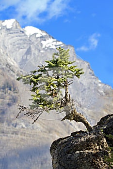 Solitary tree grows from jutting rock photo