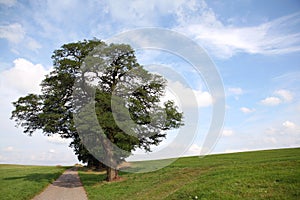 Solitary tree on a hill