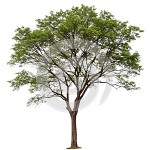 Tree isolated on white background photo