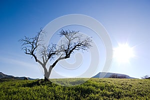 Solitary tree without leaves