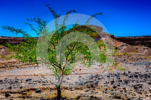 Solitary Tree of the Living Desert