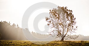 A solitary tree a meadow