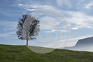 Solitary tree in a meadow with the mountains in the background
