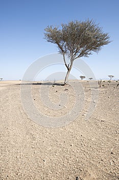 Solitary Tree in Middle Eastern Desert against a clear blue sky
