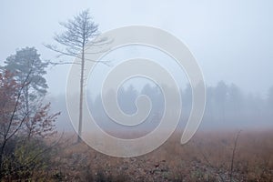 Solitary Tree in Misty Clearing