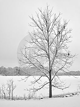 Solitary tree next to a frozen lake