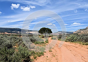 A solitary tree in the Ojitos Canyon, New Mexico photo