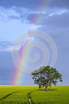 Solitary tree in the paddy field with rainbow on blue sky background in vertical frame