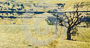 Solitary tree in parched summer landscape photo