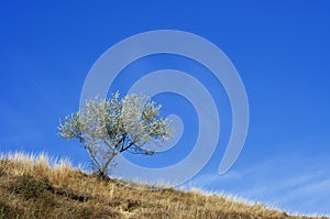 Solitary tree, raw