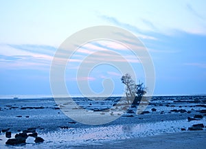 Solitary Tree on Rocky Beach with Cloudy Blue Sky at Dawn - Natural Landscape background photo
