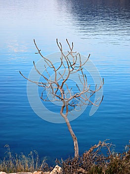 Solitary tree by the sea in winter  Greece