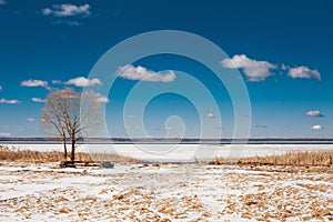 Solitary tree on the shore of lake