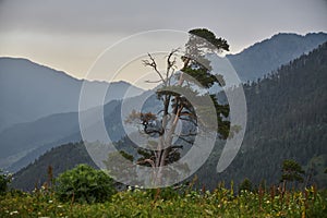 Solitary tree silhouetted against a dusky sky with a backdrop of soft mountain contours