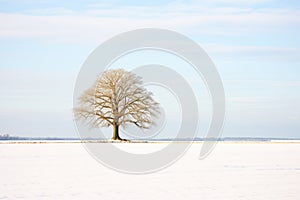 solitary tree in a snow-covered field