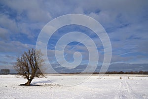 Solitary tree in a snow covered landscape