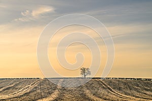 Solitary tree stands proud against the rural backdrop in this picturesque landscape