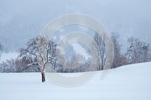 Solitary tree surrounded by a blanket of snow stands in a majestic winter landscape.