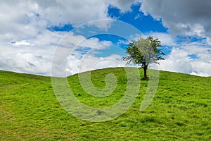 Solitary tree on a top of a green hill
