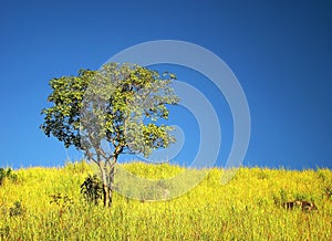 Solitary tree under beautiful sky