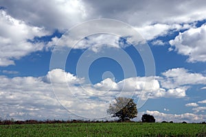 Solitary tree and vast sky