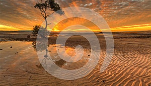 Solitary tree at Wellington Point, Redlands, Brisbane, Queensland, Australia at sunset