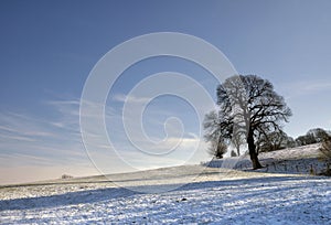 Solitary tree in winter