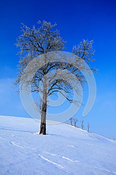 Solitary tree in winter snowy landscape with blue sky. Solitary trees on the snow meadow. Winter scene with foot path. Snowy hill