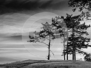 Solitary trees in tranquil monochrome landscape