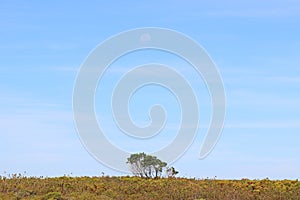 Solitary trees in the wide open veld