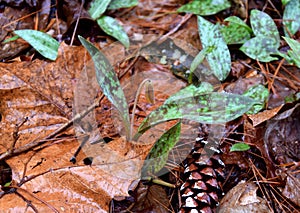 A solitary trout lily flower with spotted leaves emerging in a spring forest.