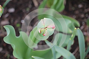 Solitary tulip bud ready to bloom