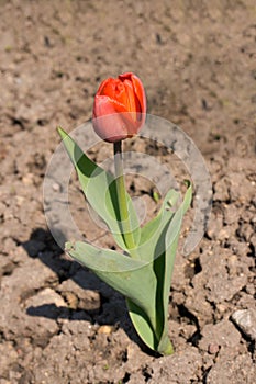 Solitary tulip growing on dry ground