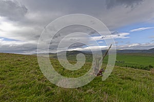 A solitary upright Tree Stump on the hillside overlooking Glen Moy