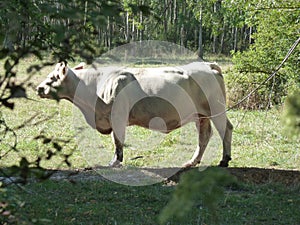 Solitary White Charolais Cow in the shade