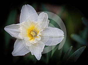 Solitary White Daffodil in a Springtime Garden