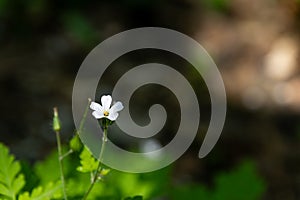 Solitary white flower - vibrant yellow center - surrounded by verdant foliage - set against a shadowy backdrop