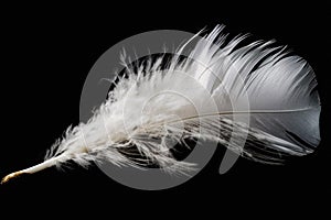 Solitary white fluffy feather with a black background